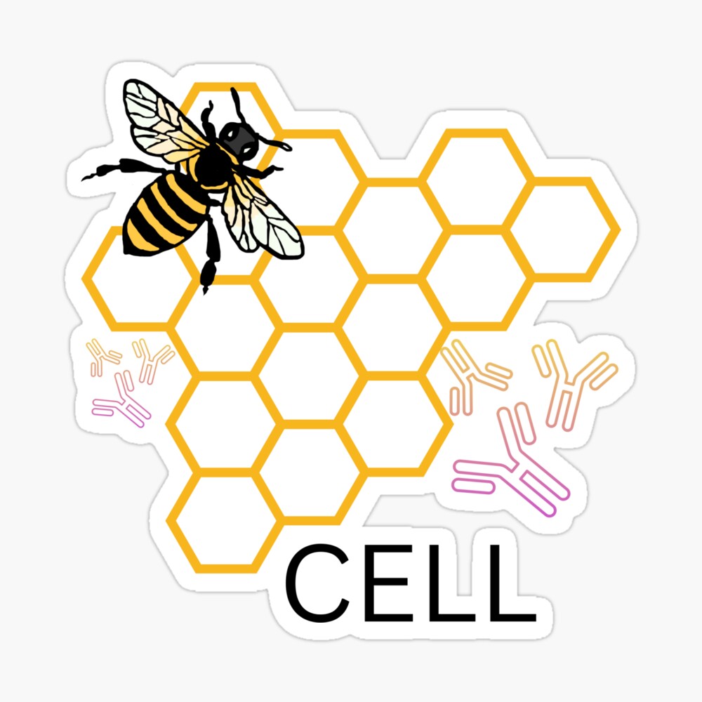 Bee/B-cells (lymphocytes) magnet