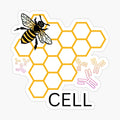 Bee/B-cells (lymphocytes) sticker