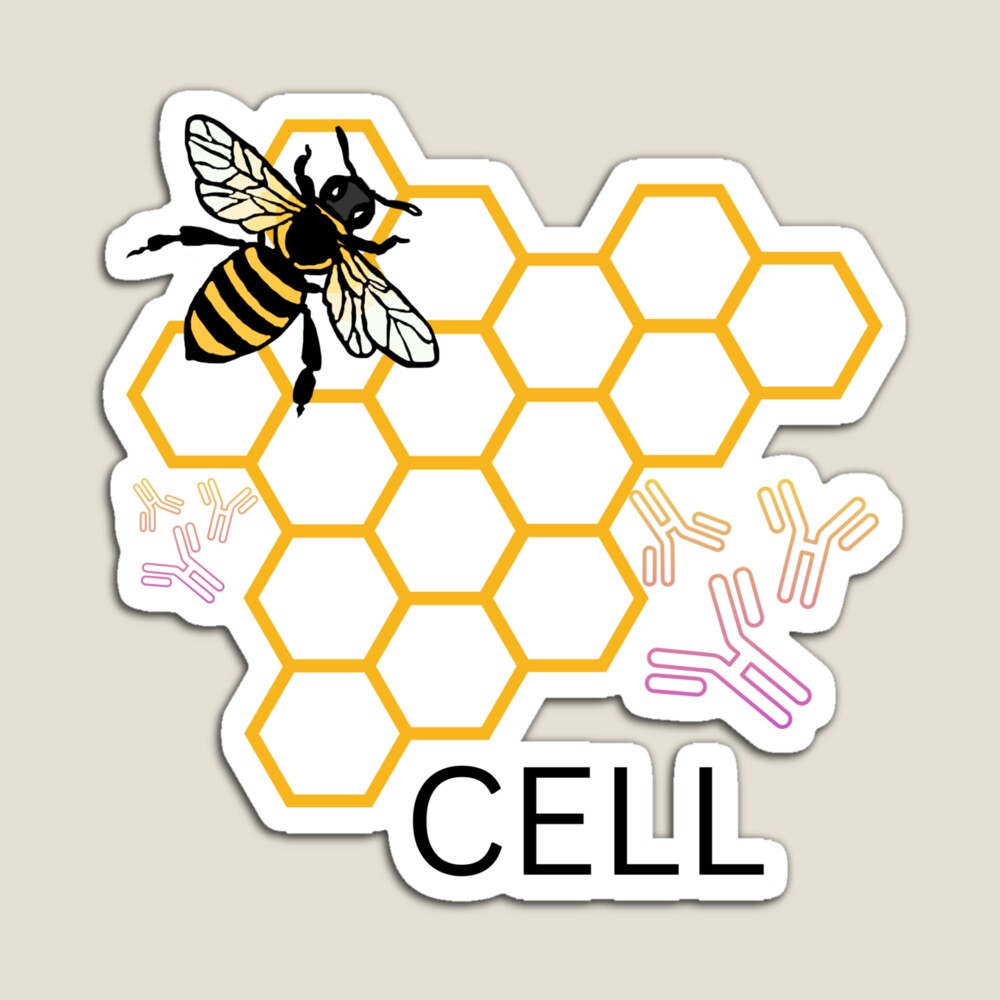 Bee/B-cells (lymphocytes) magnet